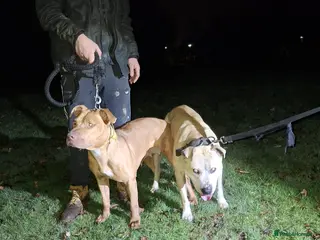 Staffordshire Bull Terrier dogs Staffy pups - Advert 1