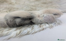 Mini Lop rabbits for sale: Miniature lop rabbits - 2 males - Image 1