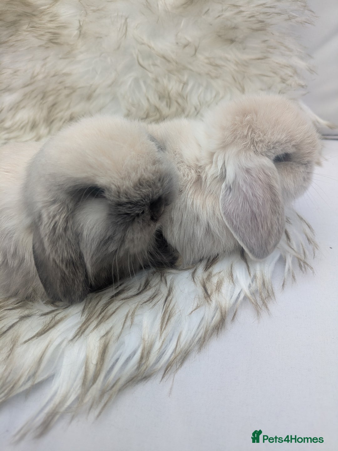 Mini Lop rabbits for sale: Miniature lop rabbits - 2 males - Image 1