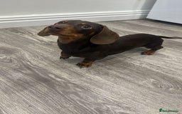 Miniature Dachshund dogs for sale: Miniature Dachshund for sale - Advert 3