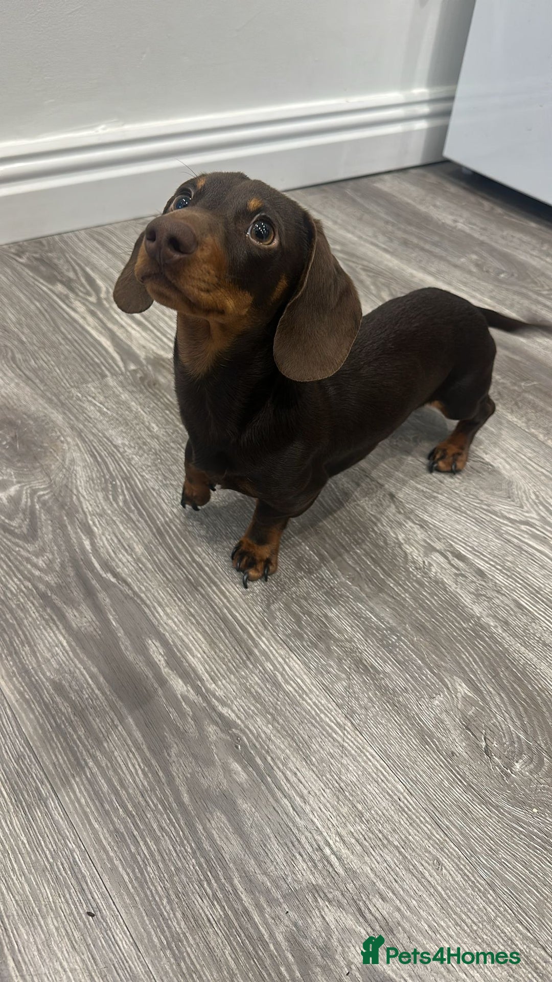 Miniature Dachshund dogs for sale: Miniature Dachshund for sale - Advert 3