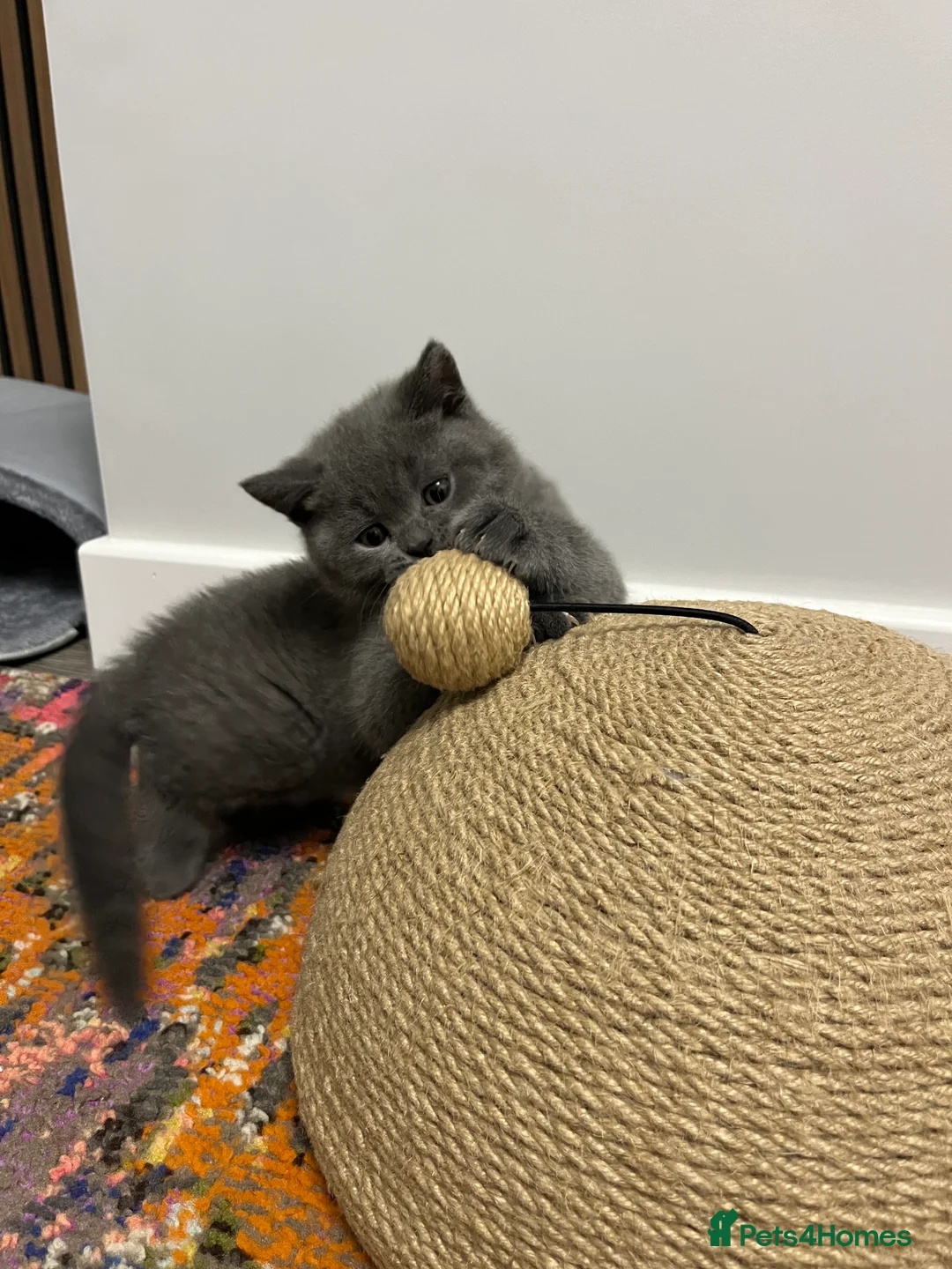 British Shorthair cats for sale: British Shorthair Kittens Available - Advert 22