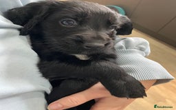 Mixed Breed dogs for sale: Cocker gold maraner - Image 5