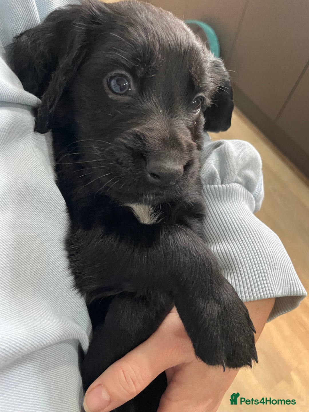 Mixed Breed dogs for sale: Cocker gold maraner - Image 5