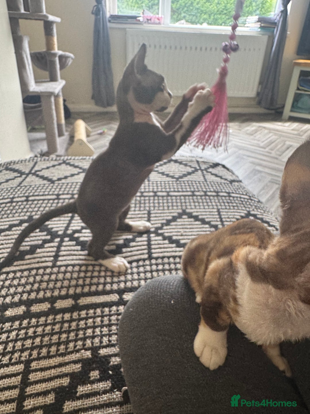 Devon Rex cats for sale: 1 girl left Devon Rex Kittens – Exceptional Type  in Stamford - Image 4