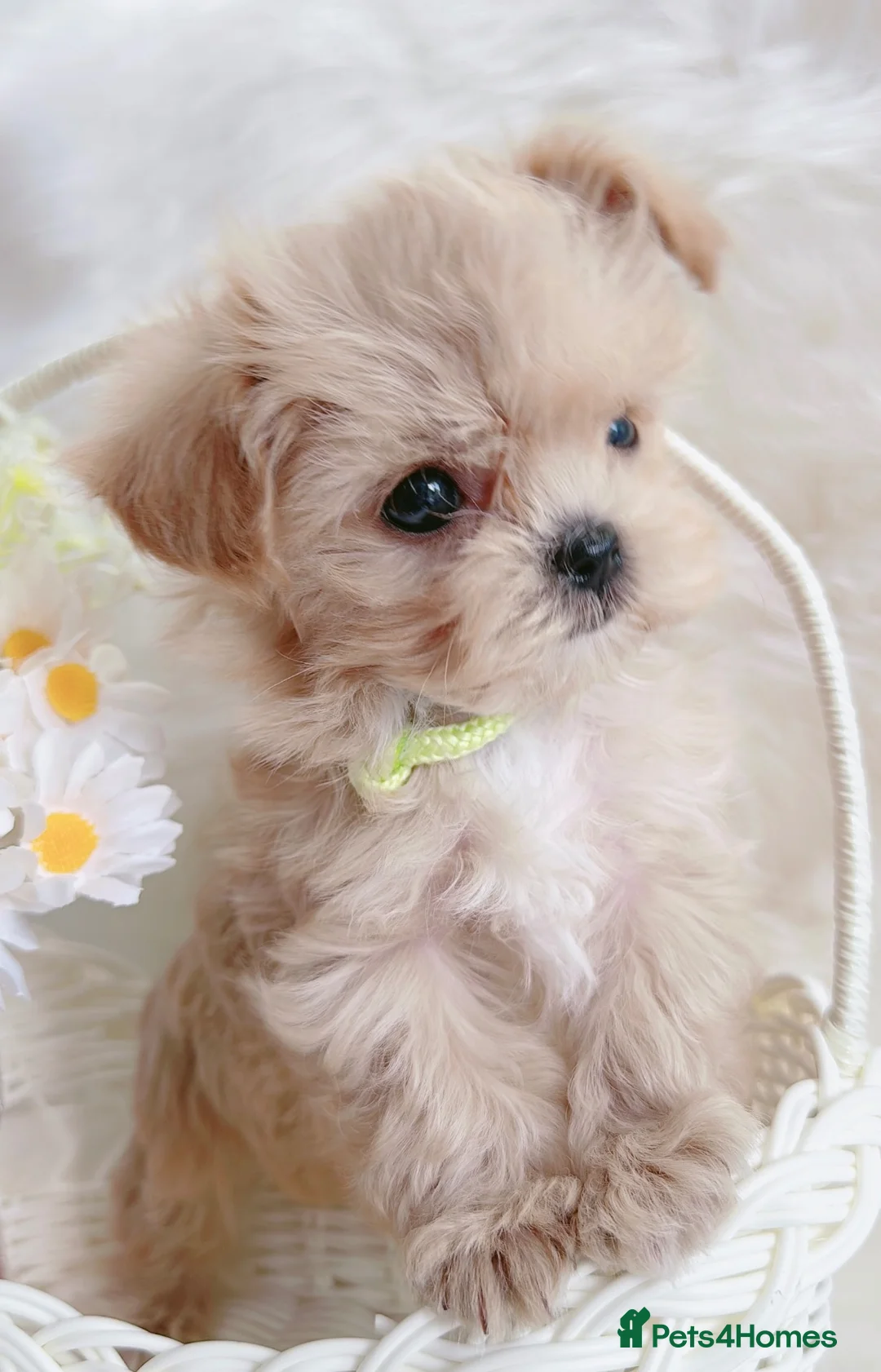 Maltipoo dogs for sale: Extra small F1 maltipoo puppies  in Doncaster - Advert 36