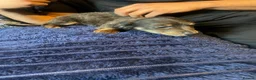 Jackshund dogs for sale: 3 beautiful dachshund x jack Russell puppies  - Advert 13