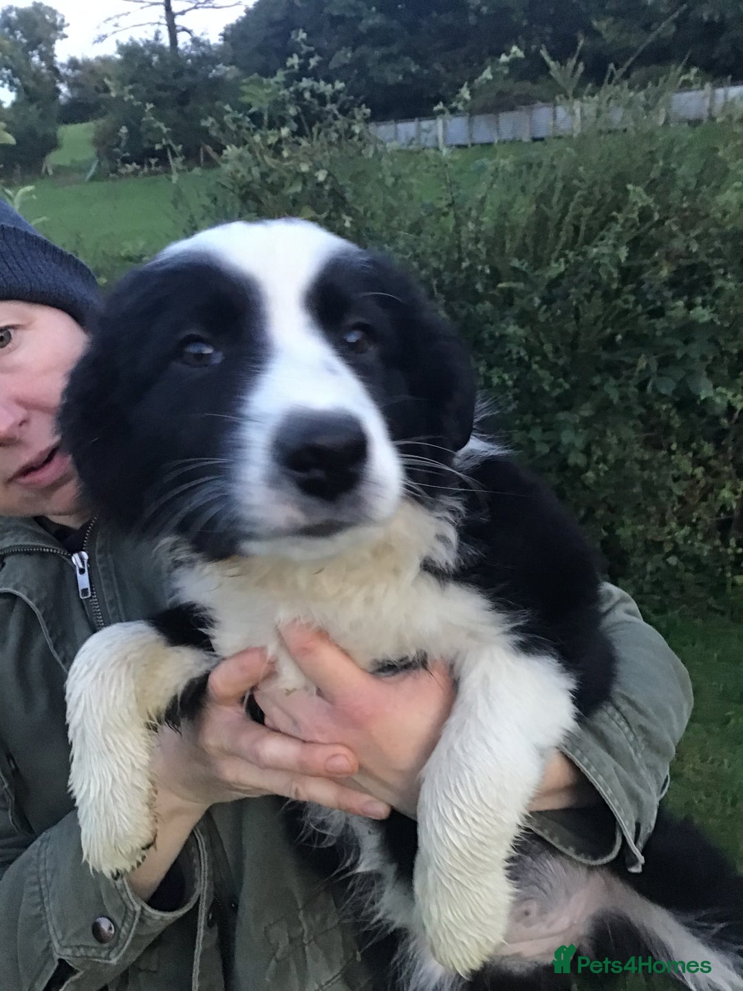 Border Collie dogs for sale: Border collie pups for sale - Image 3
