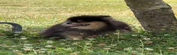 Pomeranian dogs for adoption: Olie – Female Miniature Pomeranian in Caterham - Advert 8