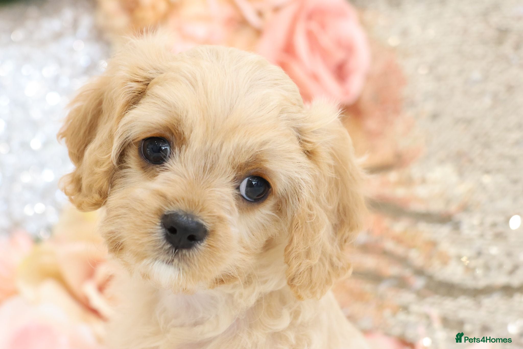 Cavapoo dogs Health Tested Cavapoo Puppies - Advert 10