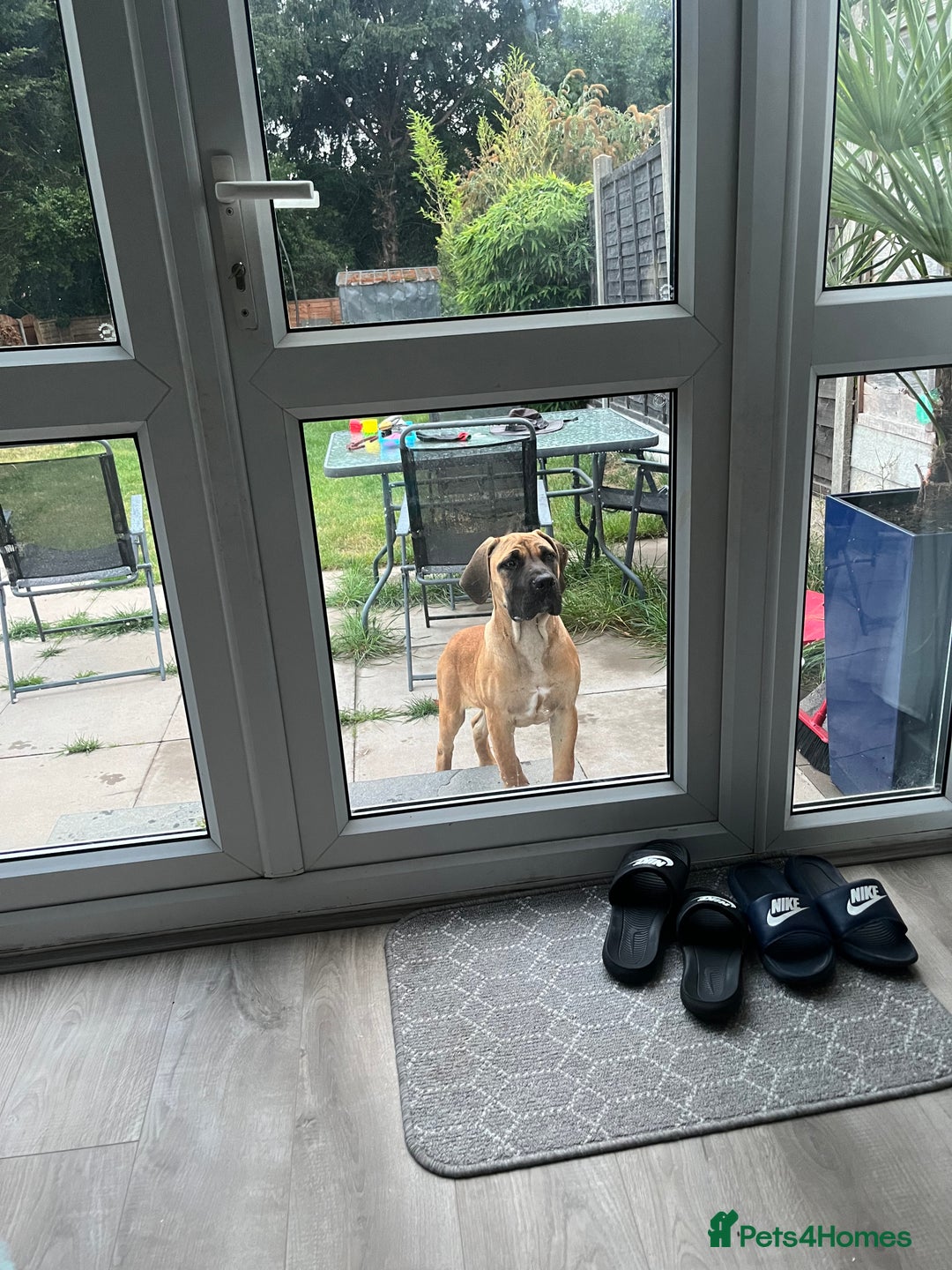 Boerboel dogs for sale: Beautiful boerboel pup - Image 7