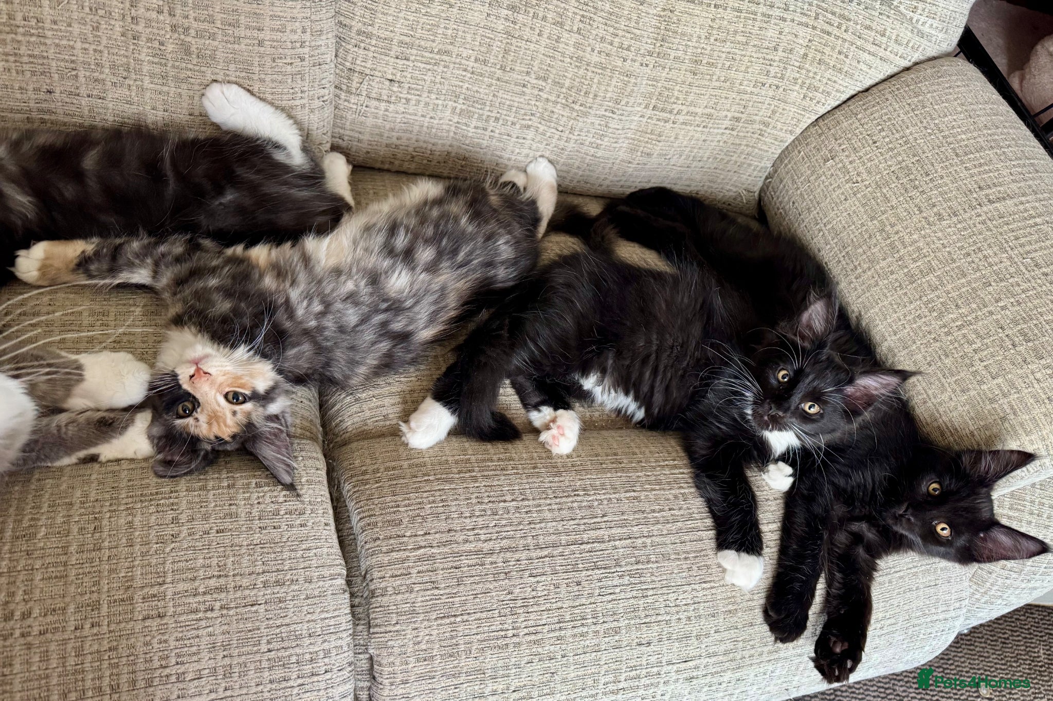 Maine Coon cats for sale: TICA MAINE COON BOY - £800.   - Advert 8
