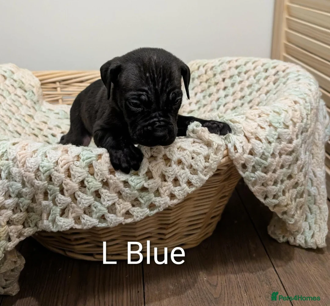 Cane Corso dogs for sale: ⚡Cane Corso puppies ⚡ - Advert 7