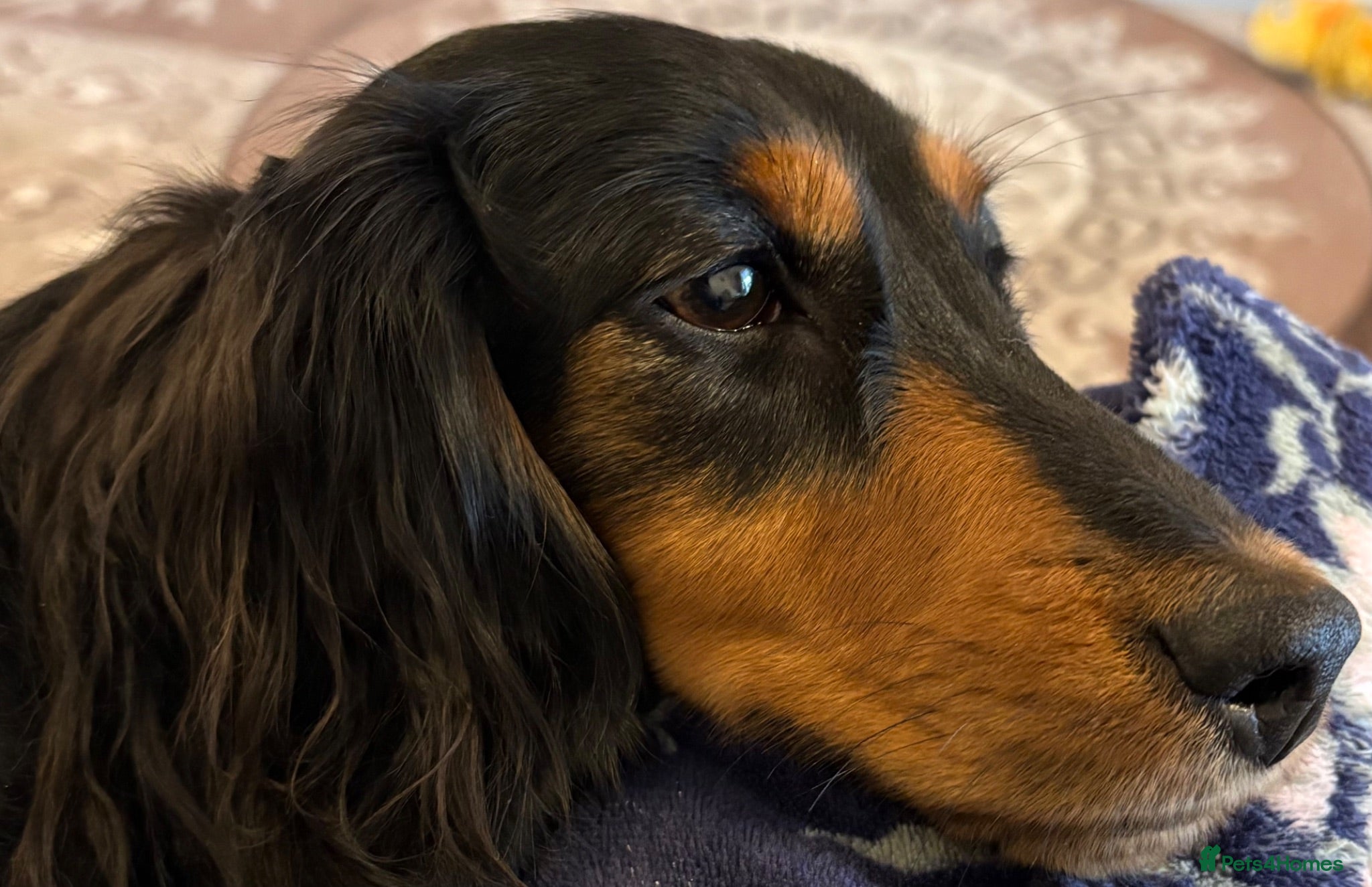 Miniature Dachshund dogs Miniature Longhaired Dachshund  - Advert 2