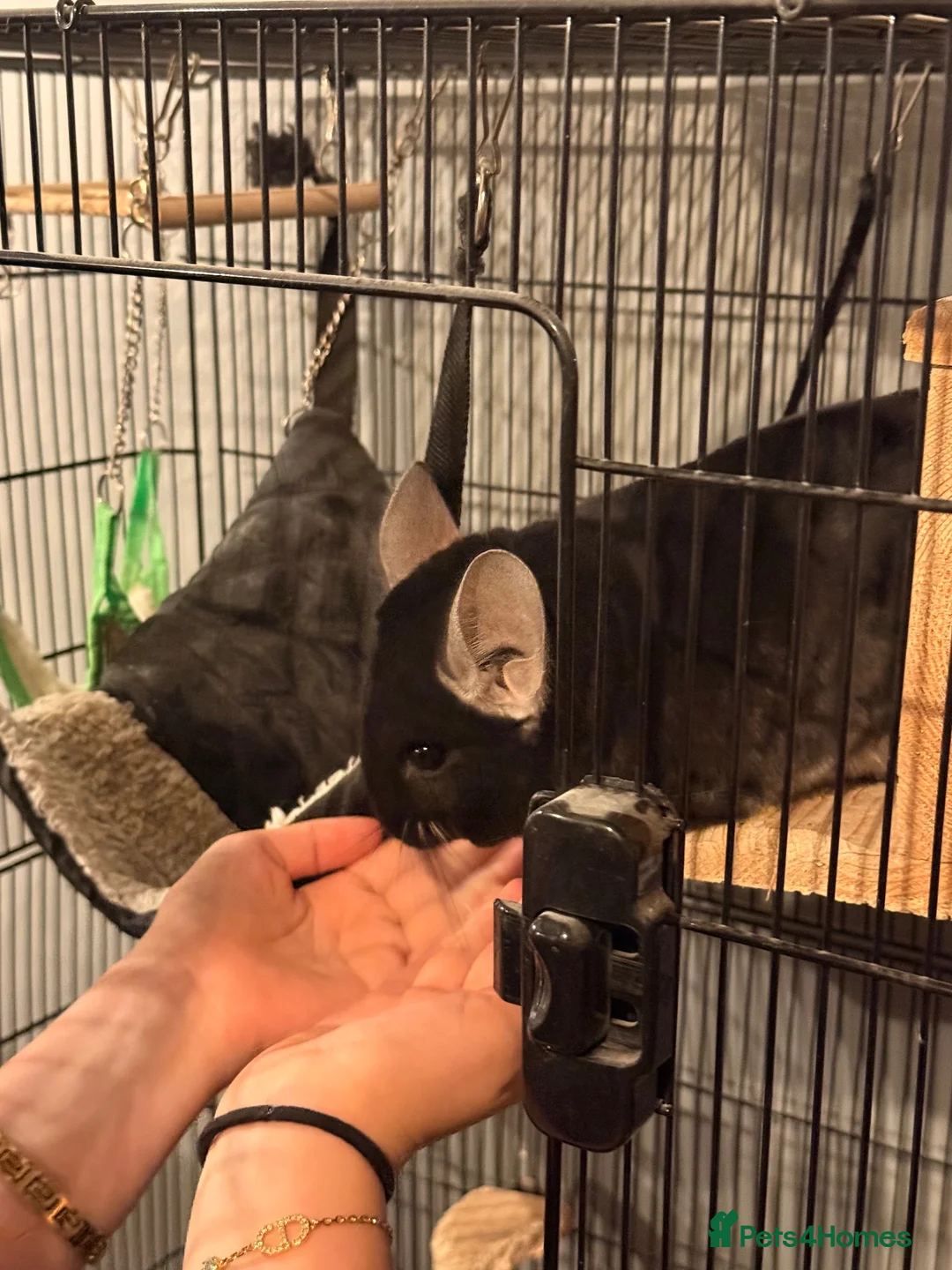 Chinchilla rodents for sale: Gorgeous Ebony female chinchilla- needs good home in Ormskirk - Advert 5