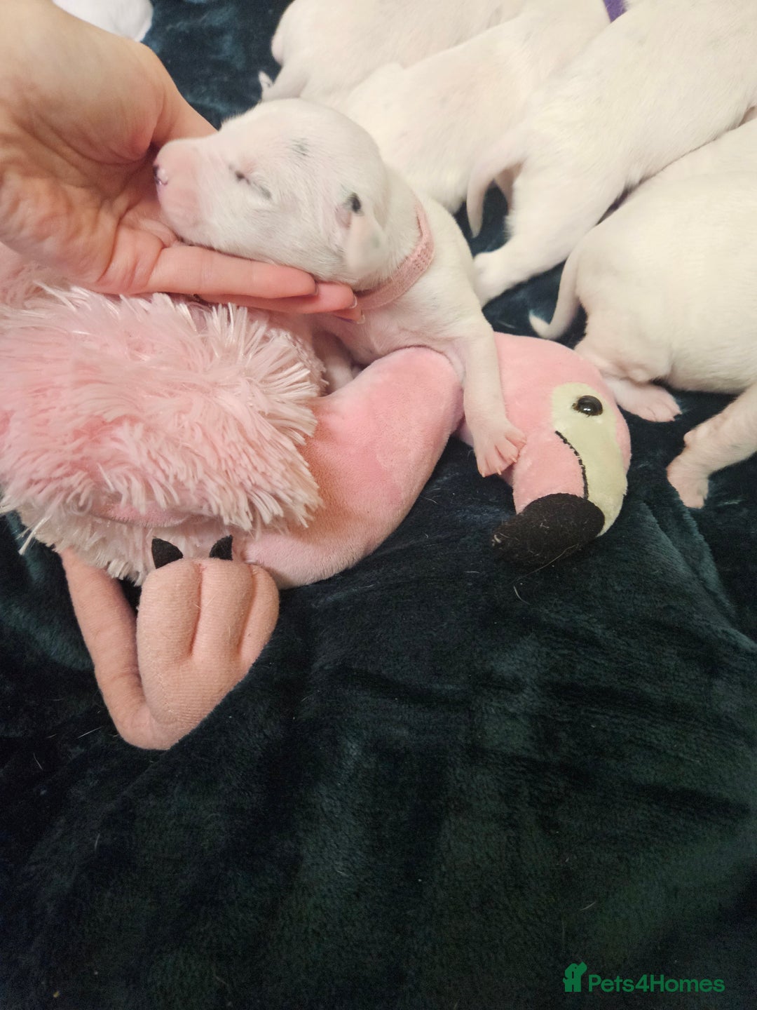 Dalmatian dogs for sale: 8 KC Dalmatian puppies  - Image 8