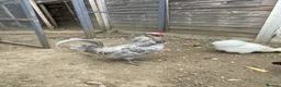 Chickens poultry for sale: Cockerel americauna  - Advert 1