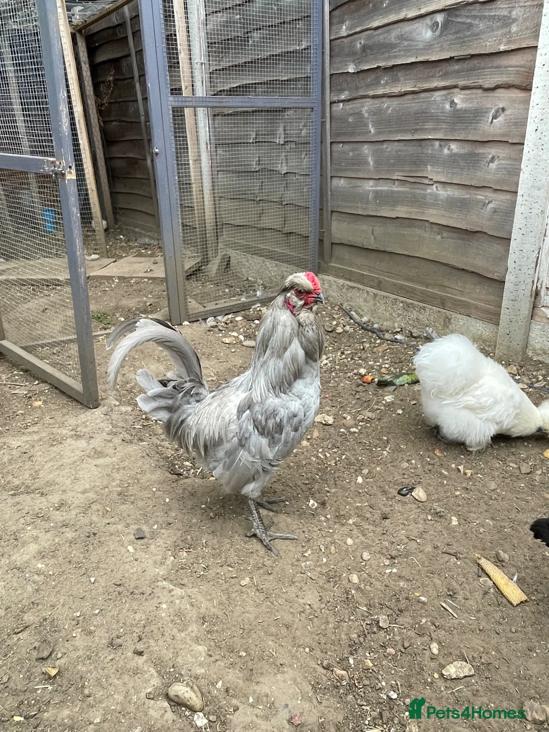 Chickens poultry for sale: Cockerel americauna  - Advert 1