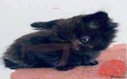 Scottish Fold cats for sale: Scottish fold kitties for sale  - Advert 3