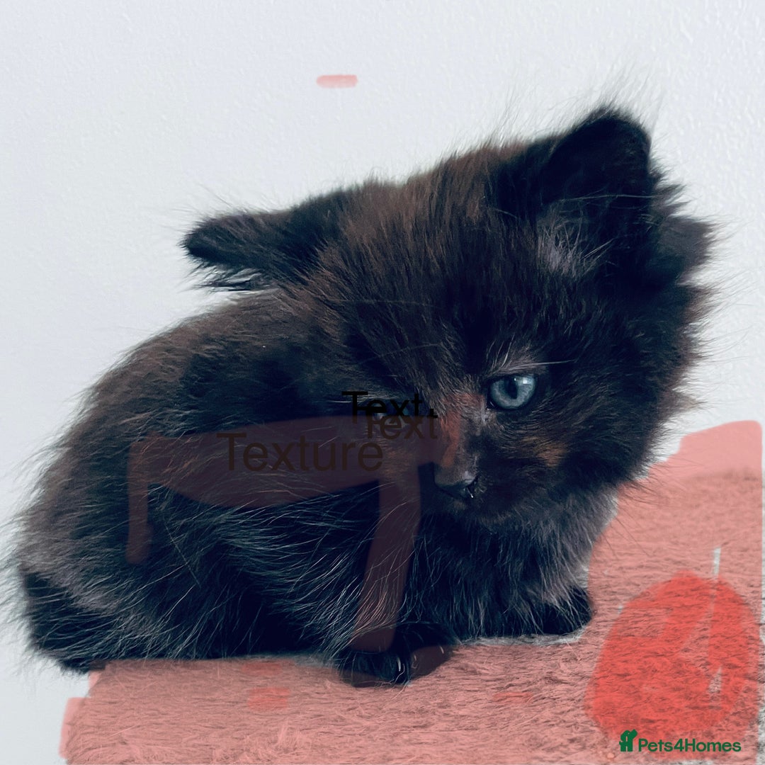 Scottish Fold cats for sale: Scottish fold kitties for sale  - Advert 3