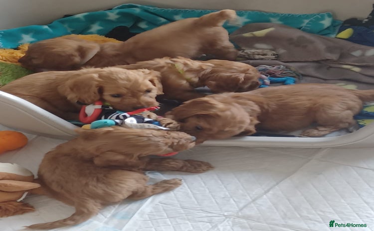 Cockapoo dogs - Advert 2