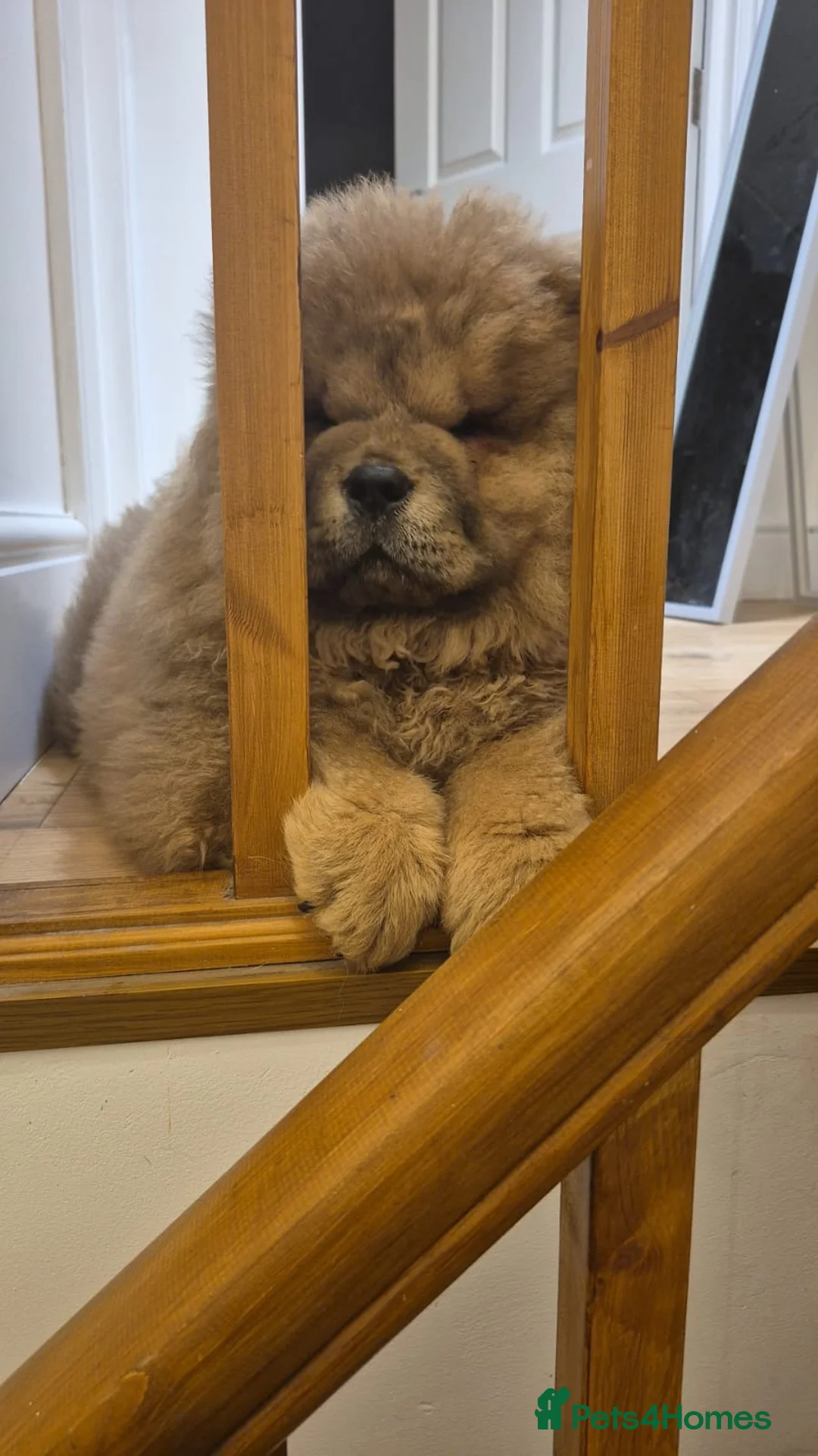Chow Chow dogs for sale: Need to rehome a 4.5 month old red chow chow boy - Advert 13