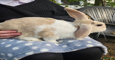 Mini Lop rabbits - Advert 11