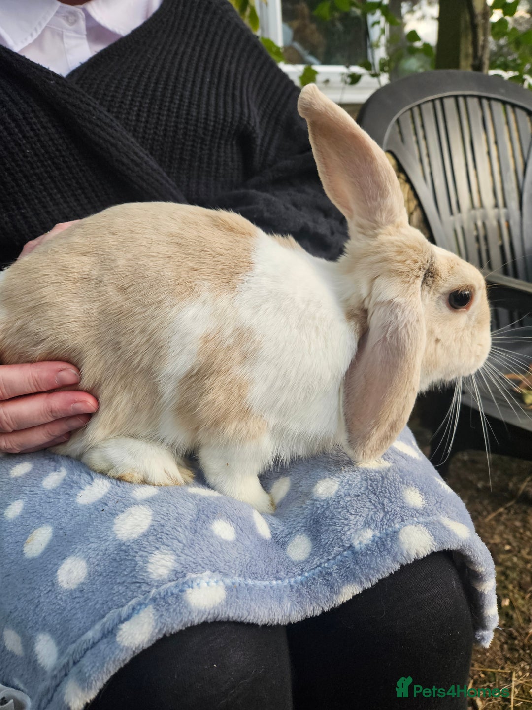 Mini Lop rabbits for sale: 4 gorgeous mini lop boys - Image 2