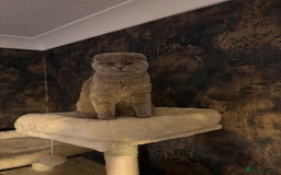 Scottish Fold cats for sale: Scottish fold’s - Advert 1