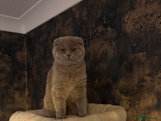 Scottish Fold cats Scottish fold’s - Advert 4