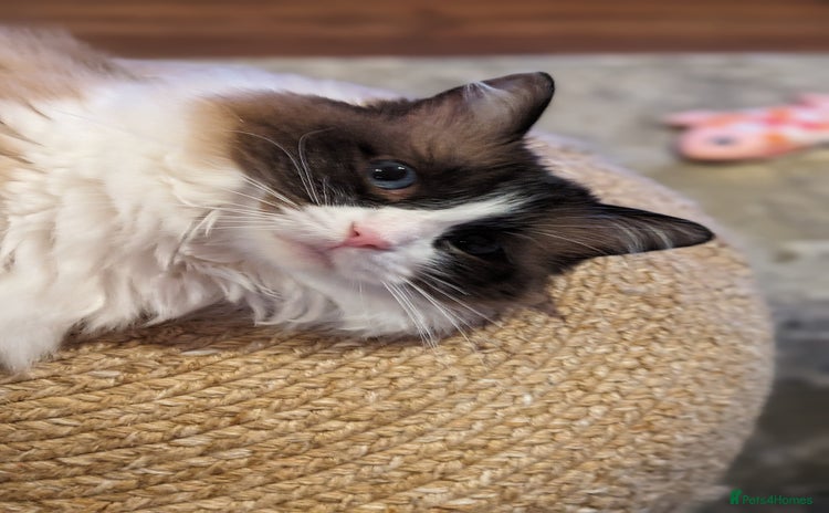 Ragdoll cats - Advert 9
