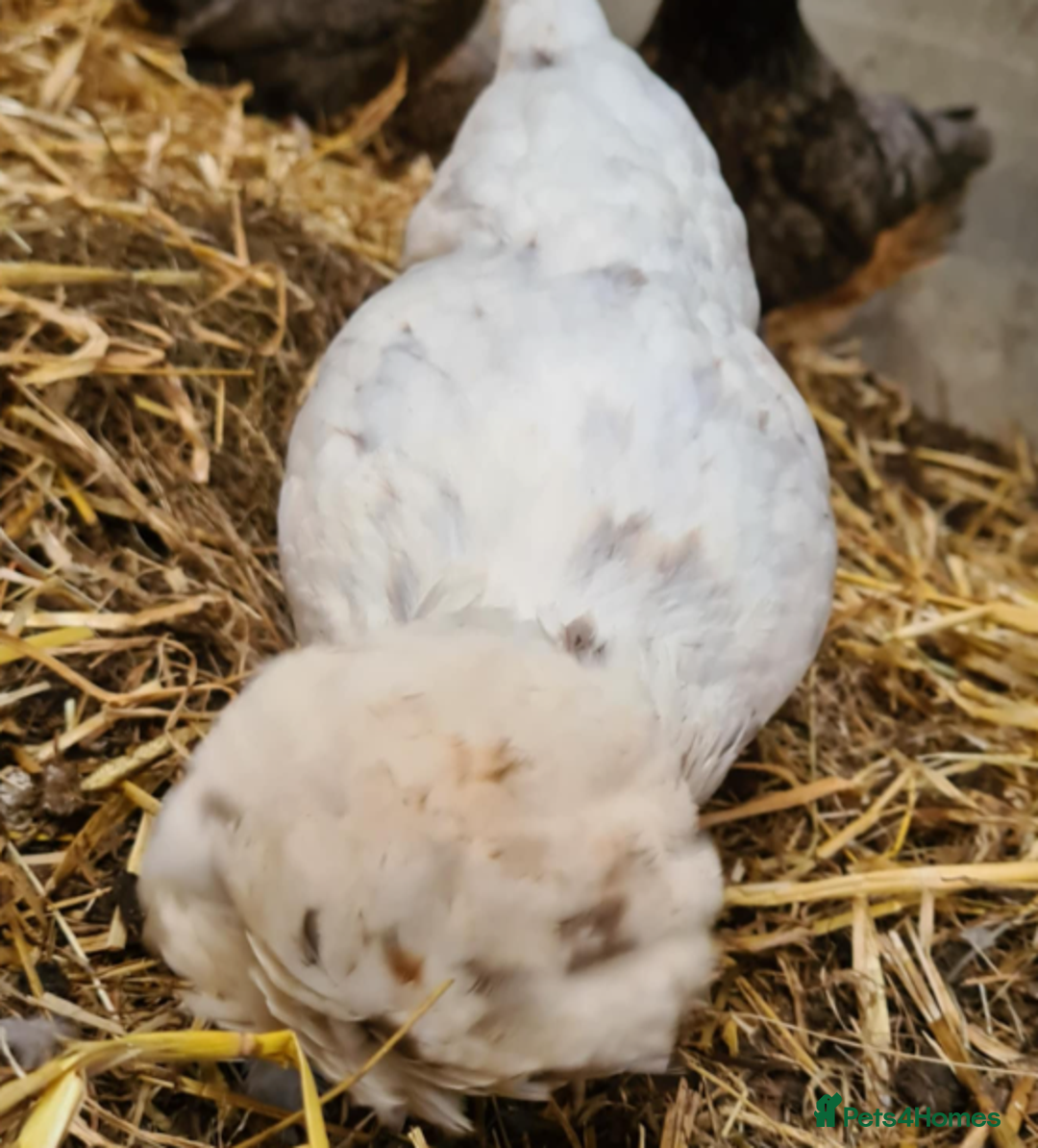 Chickens poultry for sale: Pure Polish / Poland chicken hatching eggs - Image 3