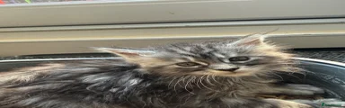 Maine Coon 5