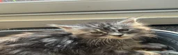 Maine Coon cats for sale: Maine coon kittens - Advert 3