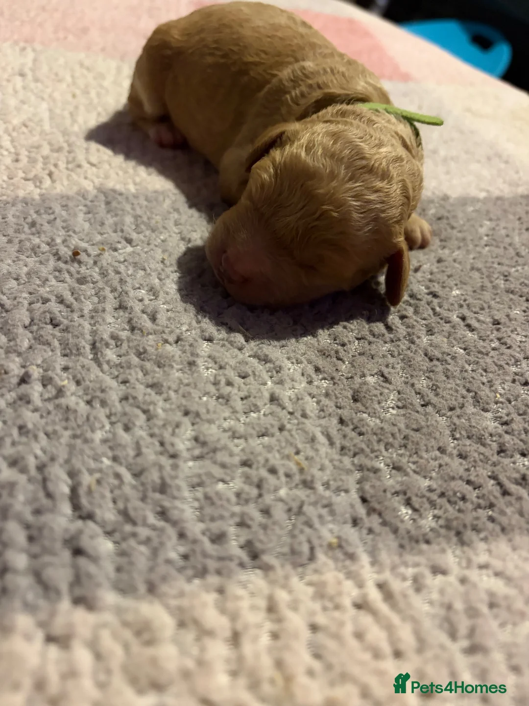 Cockapoo dogs for sale: BEAUTIFUL F1b cockapoo’s  - Advert 14