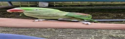Parrots birds for sale: Alexandrian female parrot  in Bolton - Advert 3