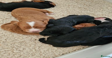 Cocker Spaniel dogs - Advert 2