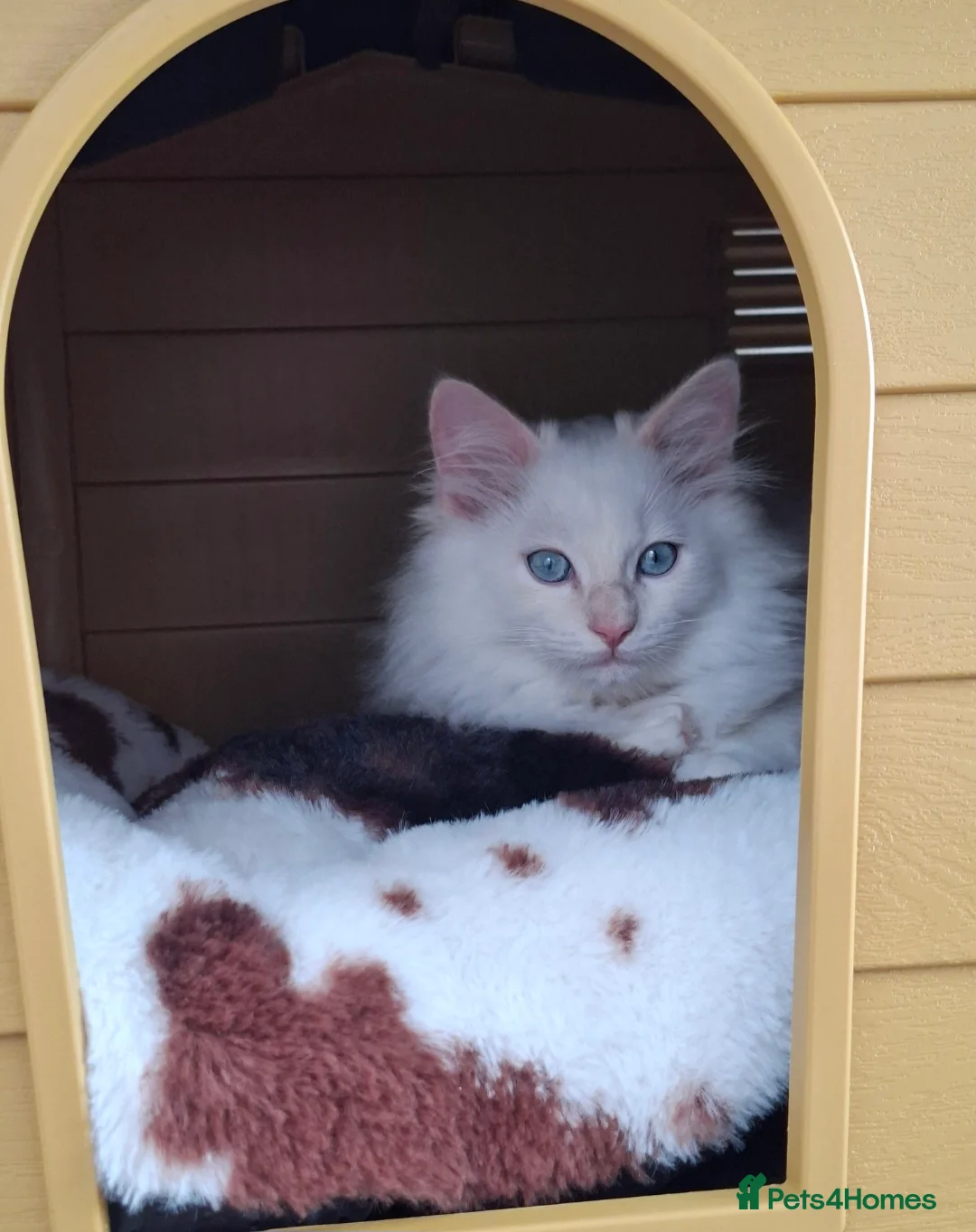 Ragdoll cats for sale: Purebreed Ragdoll in Southampton - Advert 1