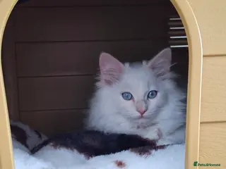 Ragdoll cats Purebreed Ragdoll - Advert 2