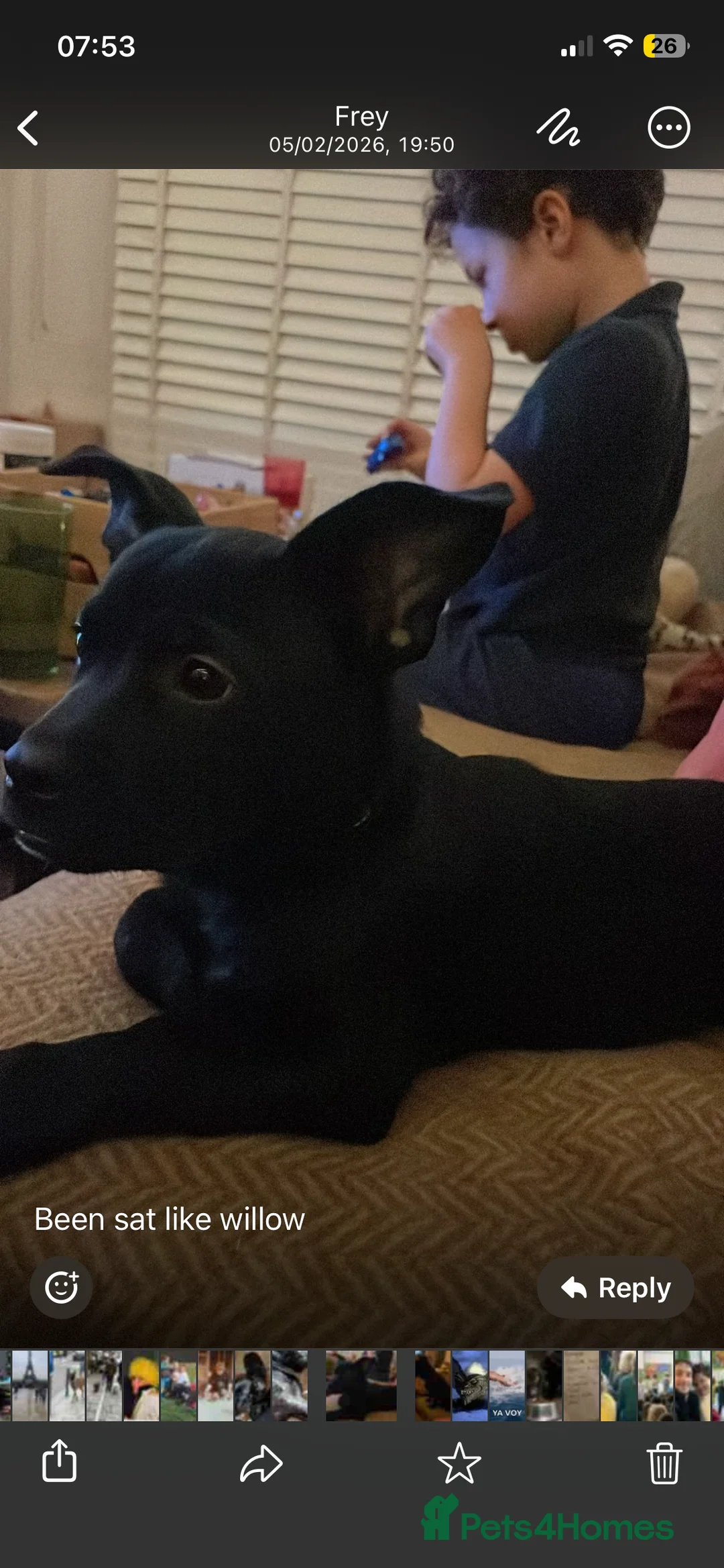 Mixed Breed dogs for sale: Urgent rehome of cuddly French Pom mix - Advert 1