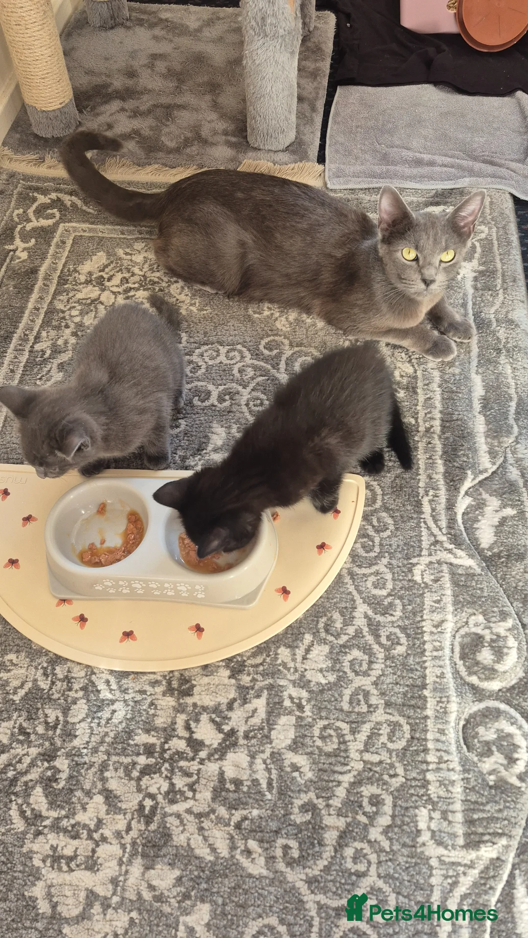 Mixed Breed cats for sale: Kitten  - Advert 1