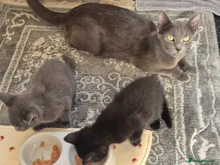 Mixed Breed cats Kitten - Advert 13