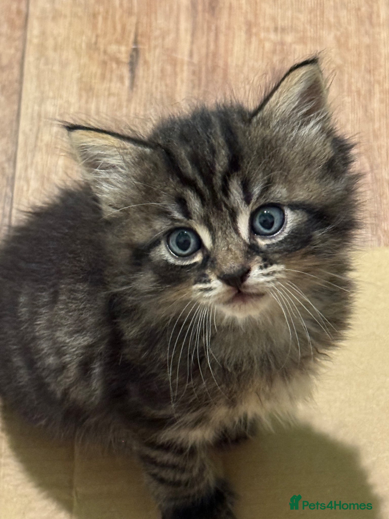 Mixed Breed cats Long haired Kittens  - Advert 7