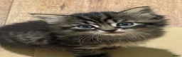 Mixed Breed cats for sale: Long haired Kittens  - Advert 1