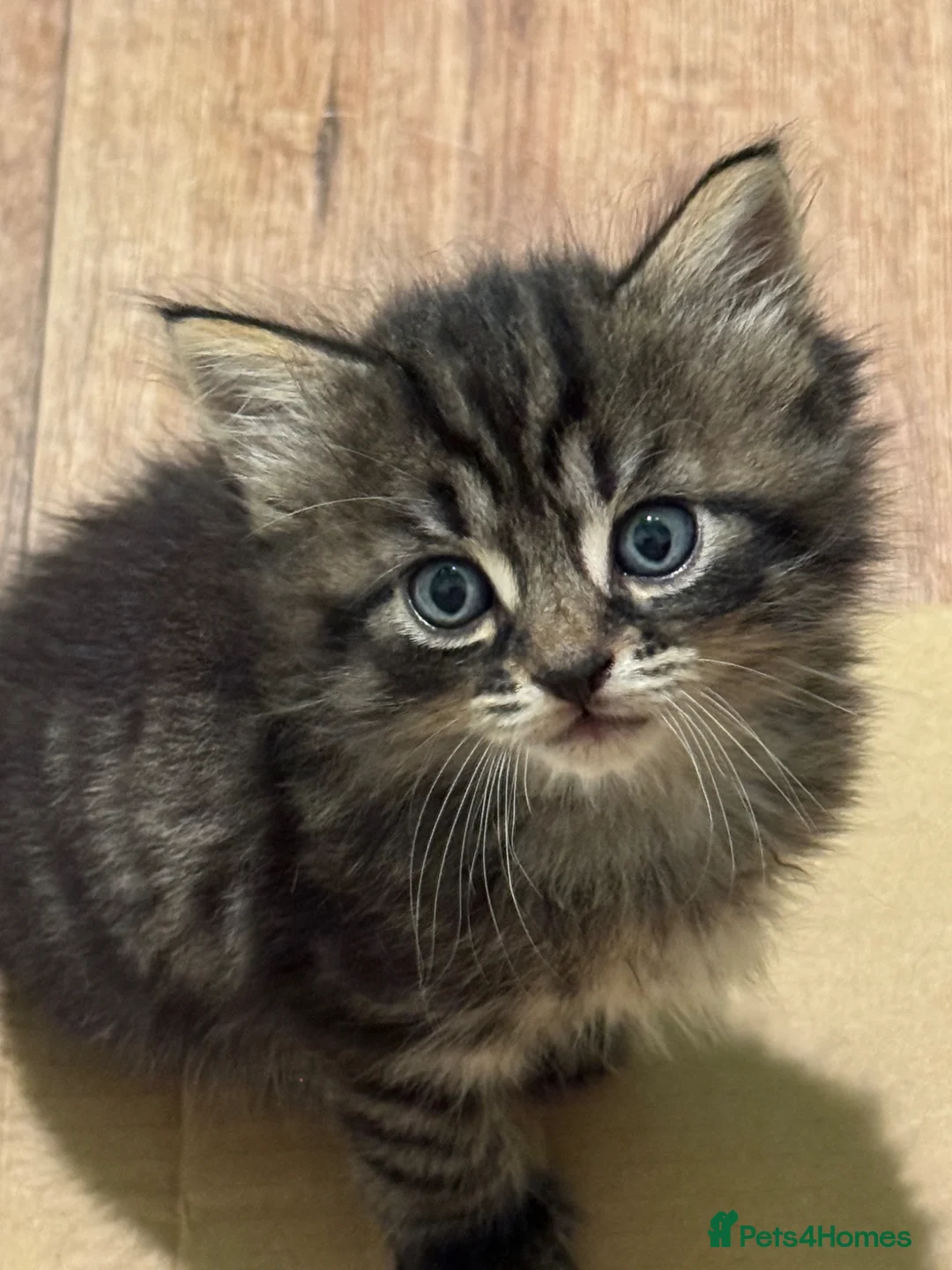 Mixed Breed cats for sale: Long haired Kittens  - Advert 1