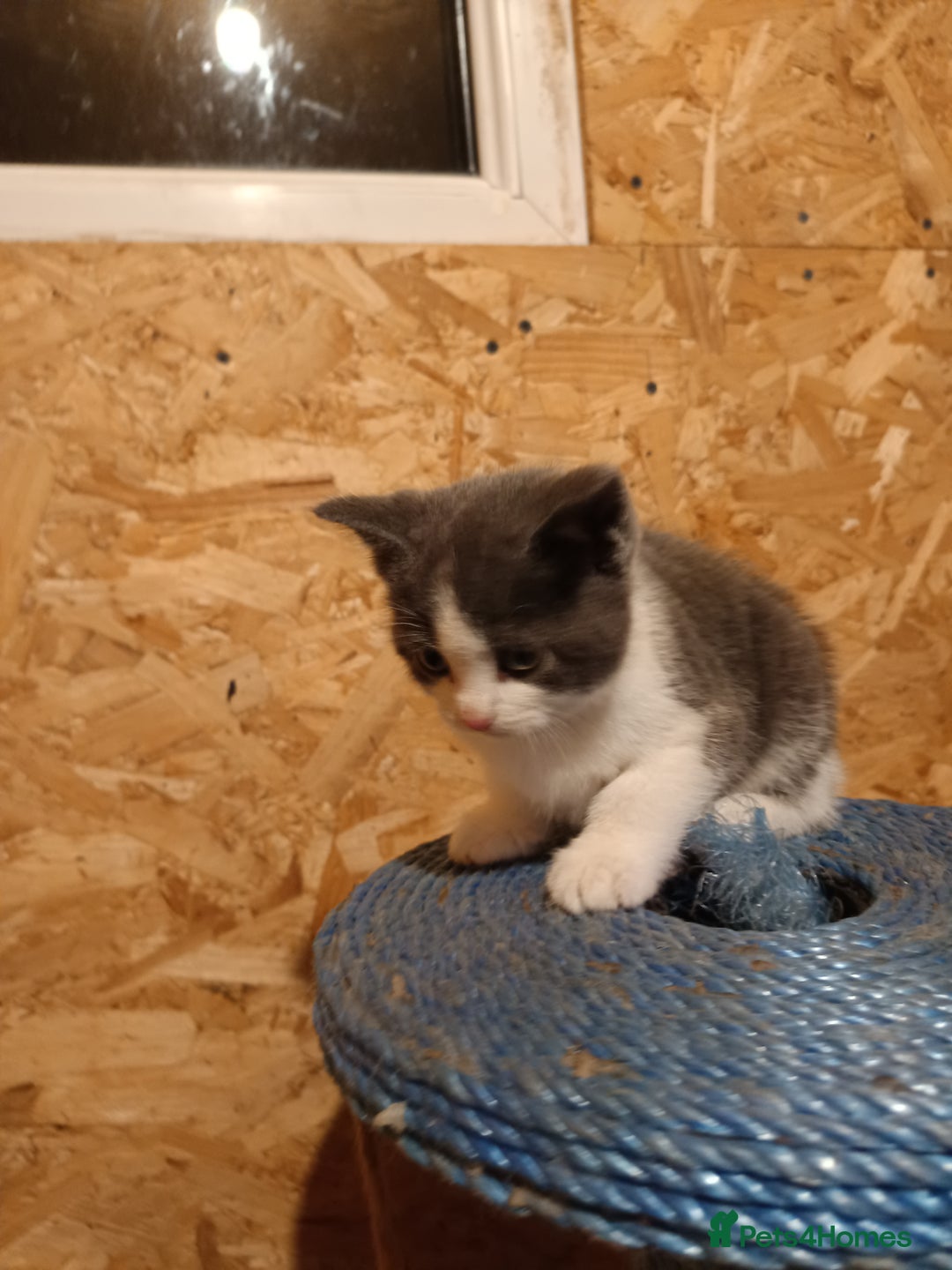 Mixed Breed cats for sale: Cats ready to find a new owner. - Advert 3