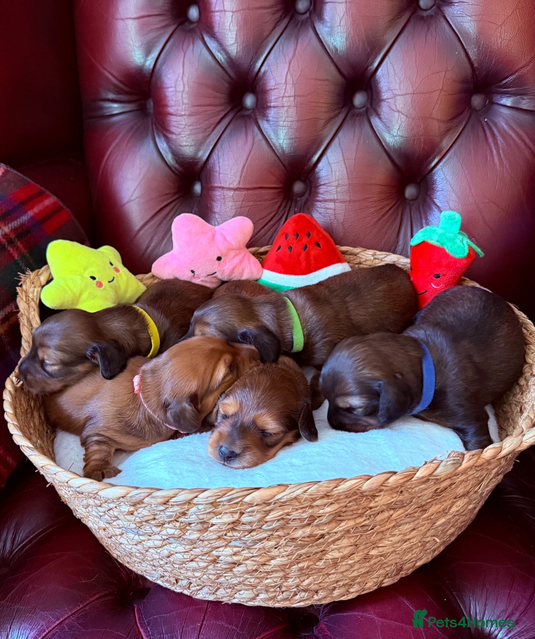 Miniature Dachshund dogs Show class mini longhair pups from Crufts winner  - Advert 1