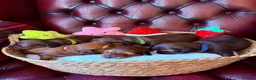 Miniature Dachshund dogs for sale: Show type mini longhair Boy from Crufts finalist  - Advert 19
