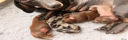 Miniature Dachshund dogs for sale: True Miniature Dachshund Puppies, Ready InDecember - Advert 2