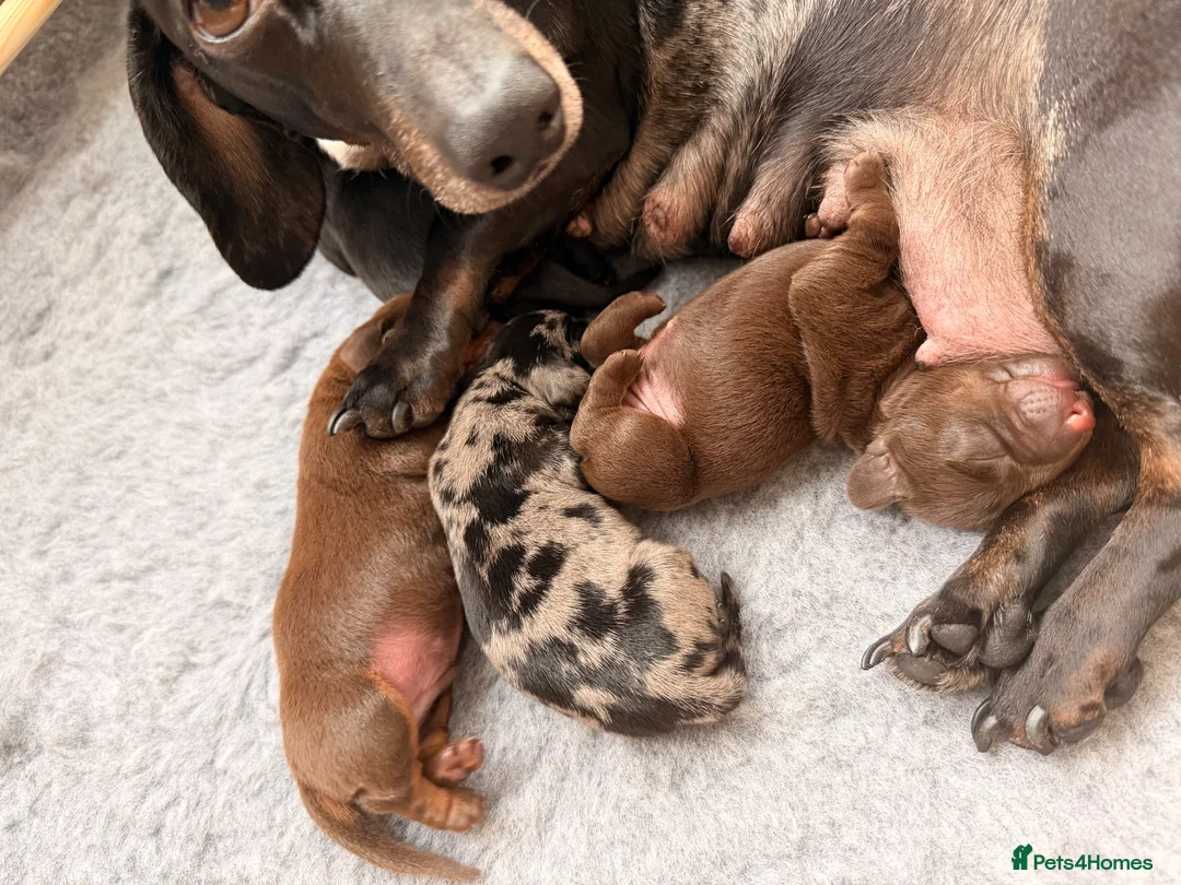 Miniature Dachshund dogs for sale: True Miniature Dachshund Puppies, Ready InDecember - Advert 2